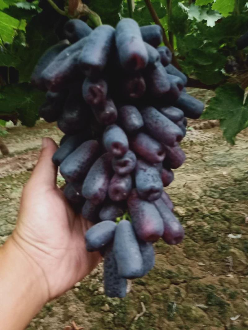 精选河北蓝宝石葡萄大量上市口感好货量足有需要的请联系