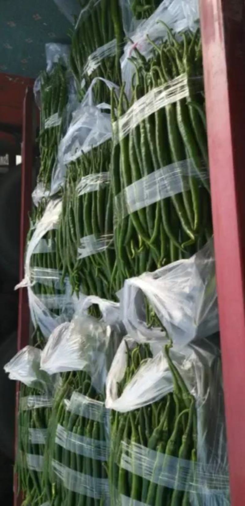 【推荐】精品黑黄线椒产地直销一手货源