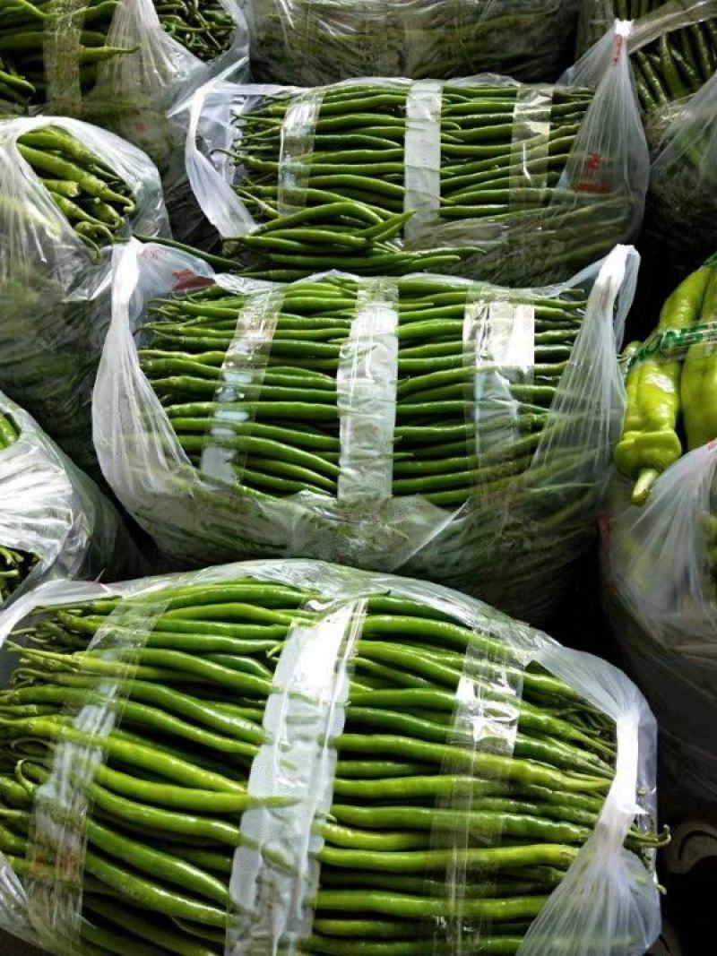 【推荐】精品黑黄线椒产地直销一手货源