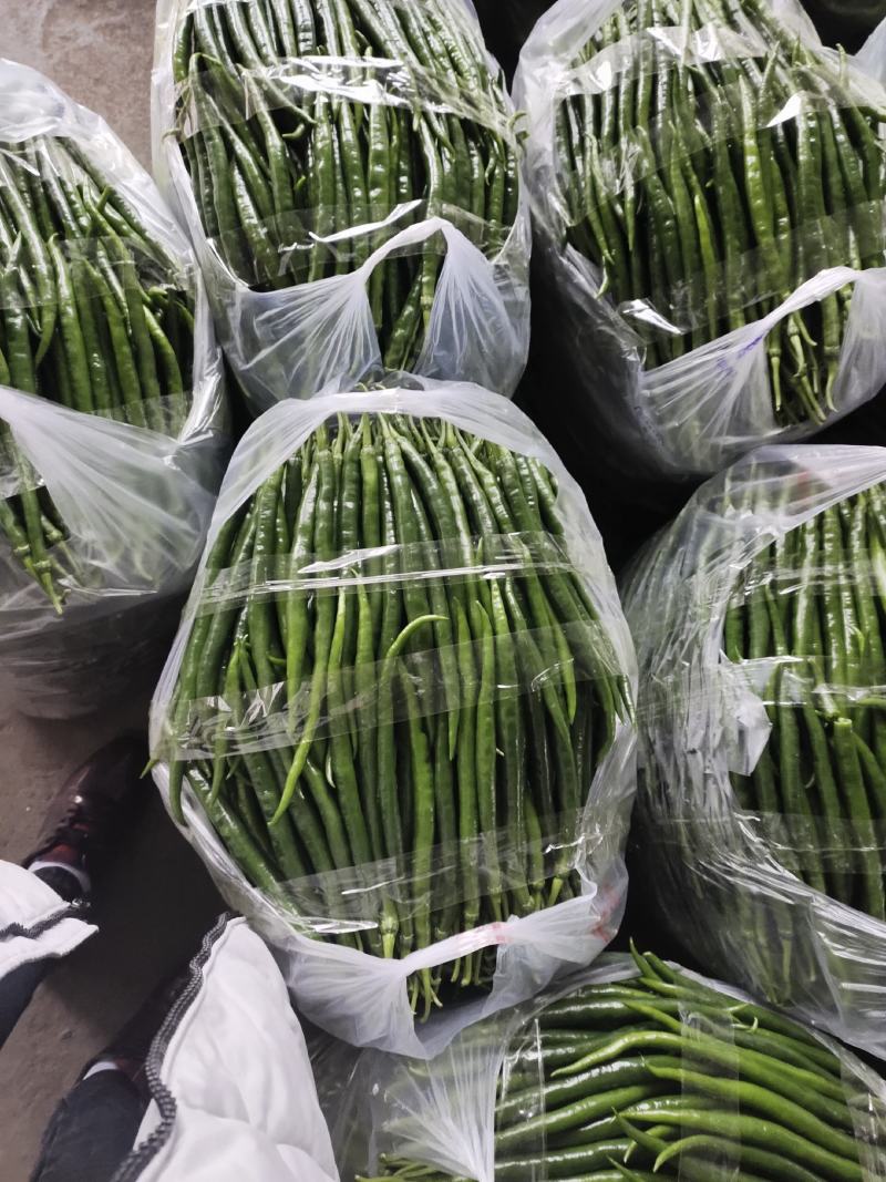 【推荐】精品黑黄线椒产地直销一手货源