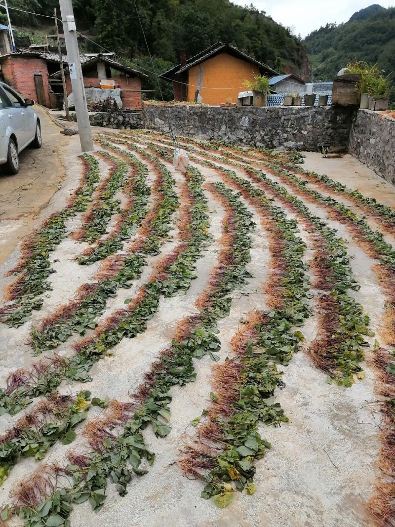 云南野生大小叶干鲜货青天葵产地直销价格美丽