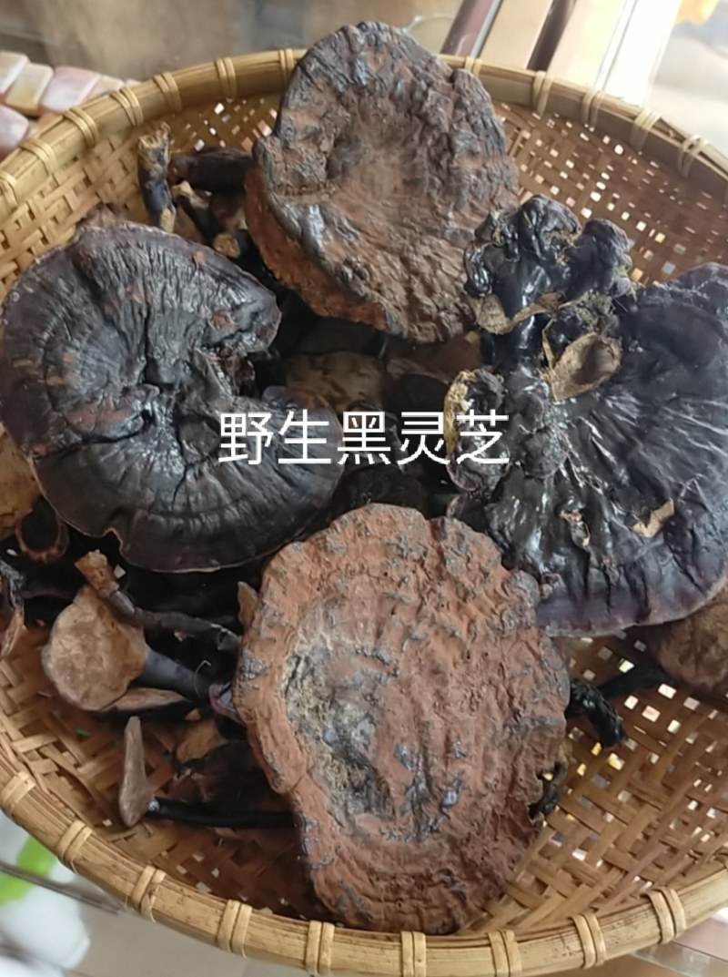 野生灵芝，野生黑灵芝。