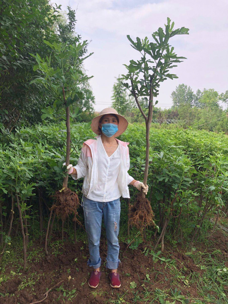 云南斯特拉无花果树苗斯特拉无花果苗新品种庭院地栽当年结果