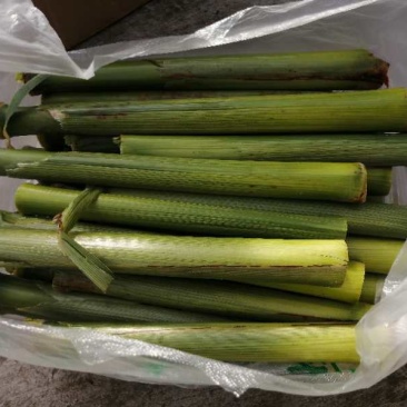 甜芦粟芦稷甜高粱现砍现卖包甜