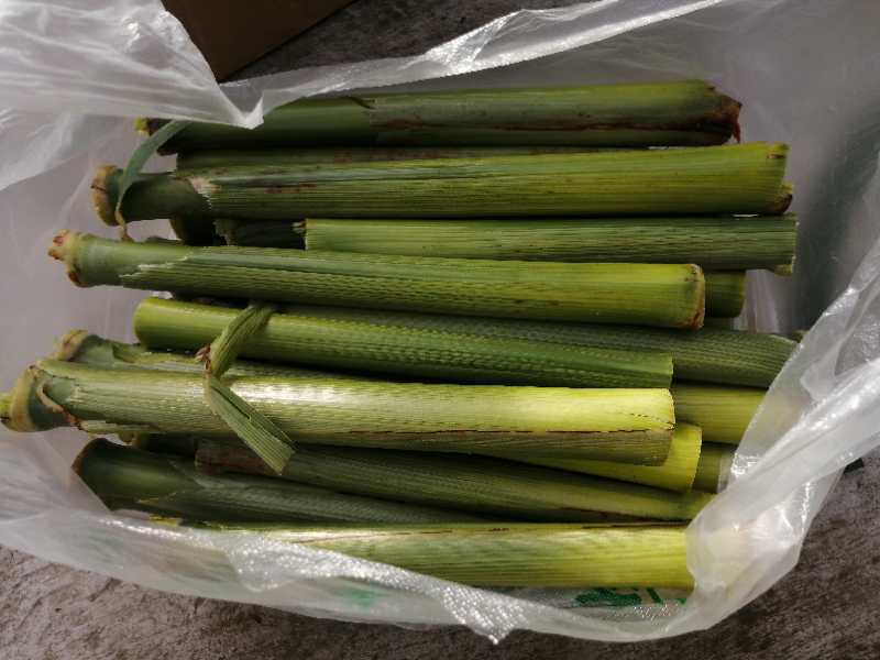 甜芦粟芦稷甜高粱现砍现卖包甜