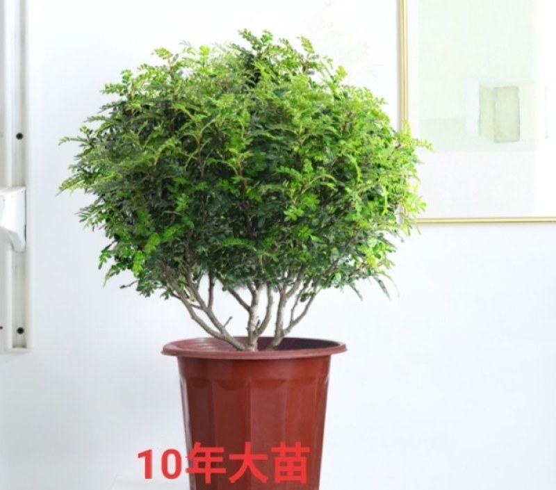 正宗清香胡椒木盆栽防驱蚊草植物好养室内花卉绿植九里香树苗