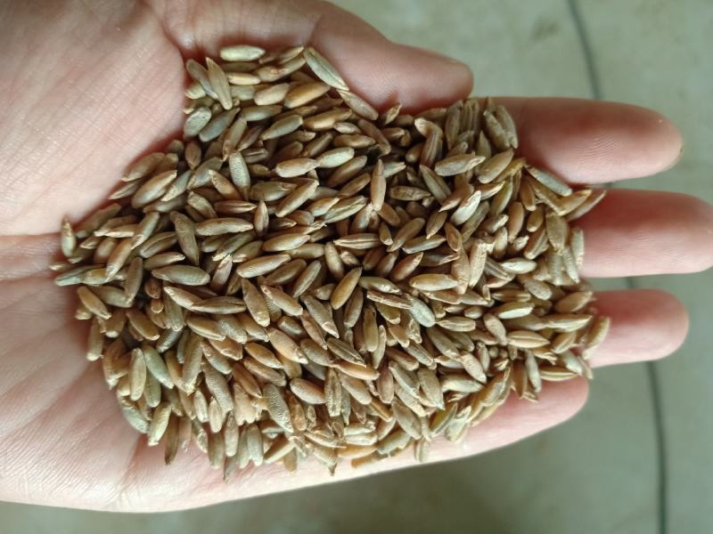 冬牧70黑麦草绿小麦厂家直销大量库存长年供应价格优惠