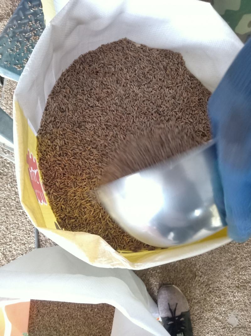 冬牧70黑麦草绿小麦厂家直销大量库存长年供应价格优惠