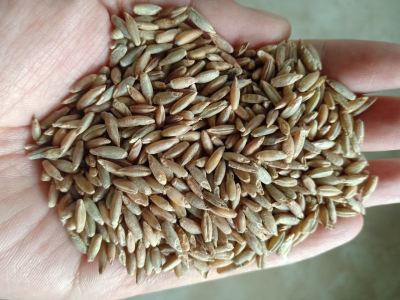冬牧70黑麦草绿小麦厂家直销大量库存长年供应价格优惠