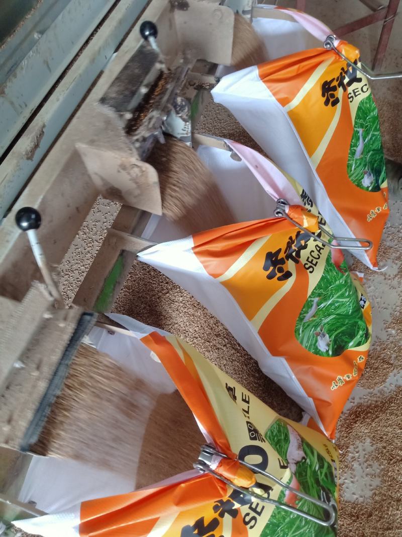 冬牧70黑麦草绿小麦厂家直销大量库存长年供应价格优惠