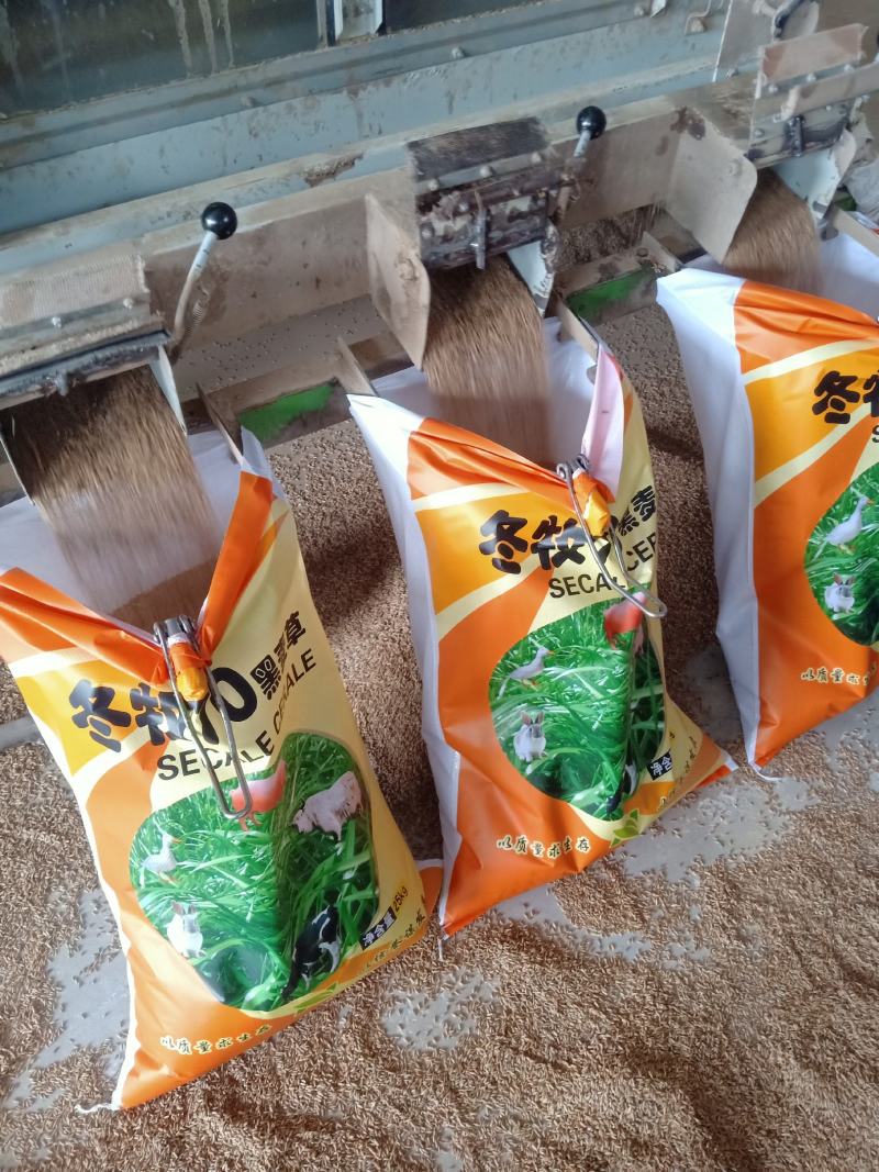 冬牧70黑麦草绿小麦厂家直销大量库存长年供应价格优惠