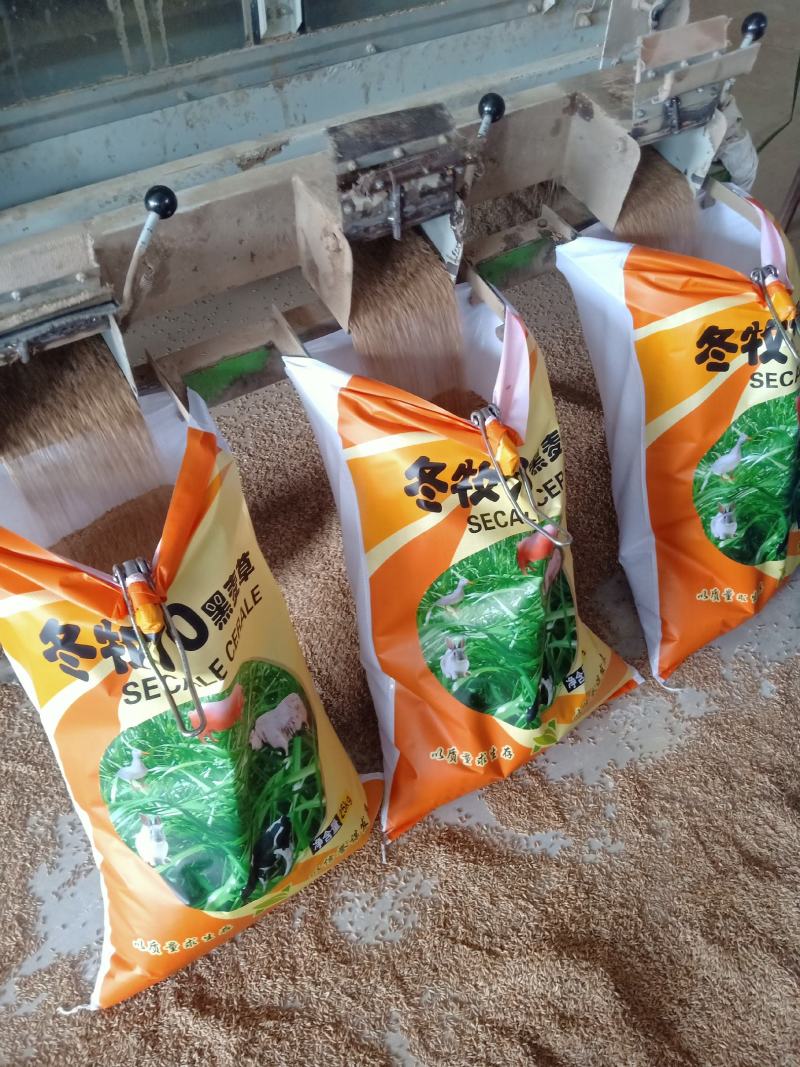 冬牧70黑麦草绿小麦厂家直销大量库存长年供应价格优惠