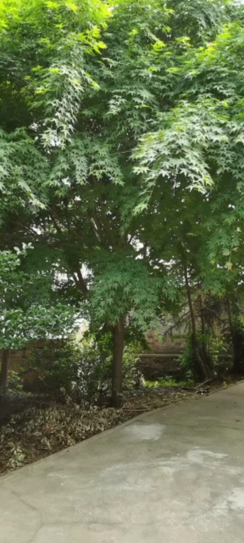鸡爪槭，北美红栎，红橡树，供应各种规格，大小苗