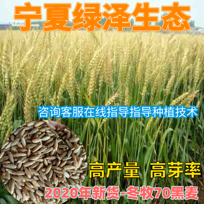 冬牧70黑麦草绿小麦厂家直销大量库存长年供应价格优惠