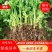 芹菜苗，品种有法国皇后，美国西芹苗等，保质保量，成活率高