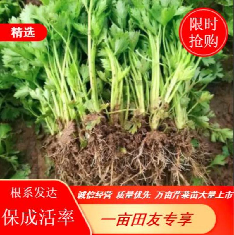 芹菜苗，品种有法国皇后，美国西芹苗等，保质保量，成活率高