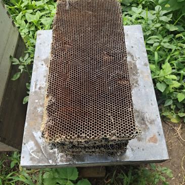 【老巢脾】意大利蜜蜂老蜂巢蜂巢素提炼蜂蜡老巢脾