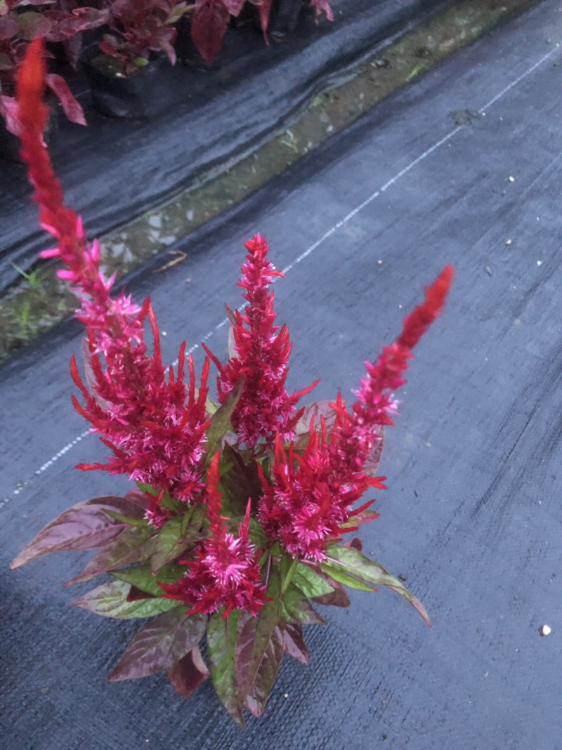 大量现货泥碳土时花供应