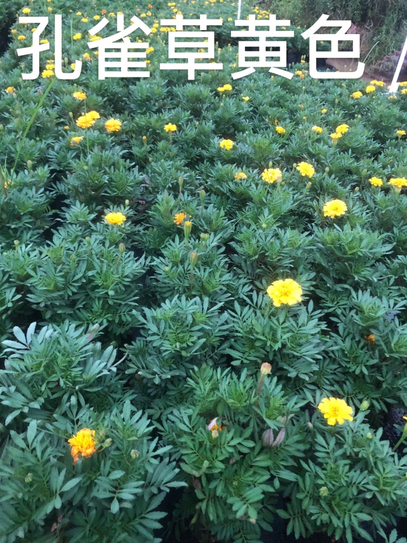 大量现货泥碳土时花供应
