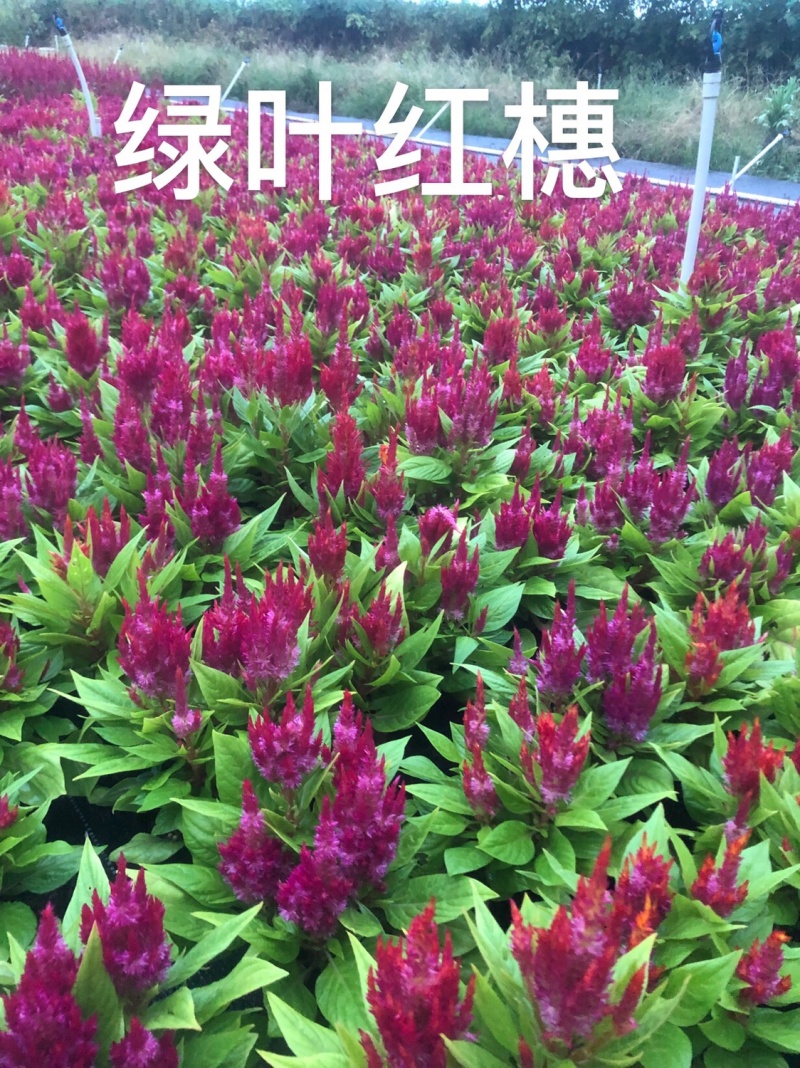 大量现货泥碳土时花供应