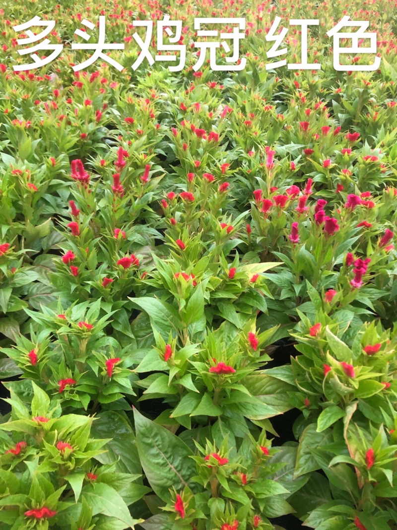 大量现货泥碳土时花供应