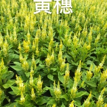 大量现货泥碳土时花供应