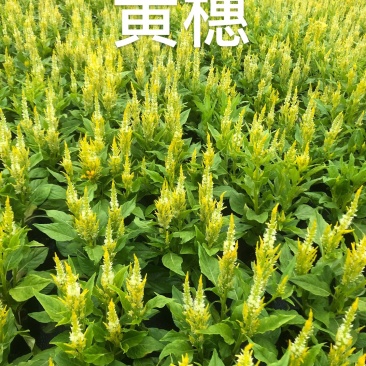 大量现货泥碳土时花供应