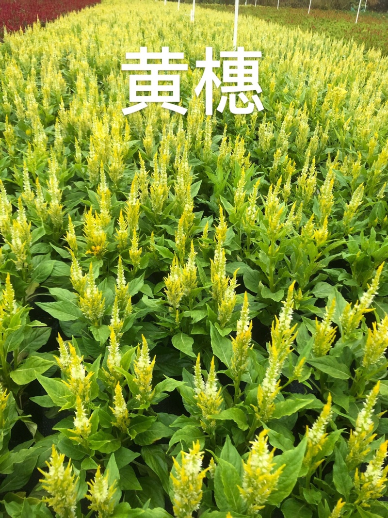 大量现货泥碳土时花供应