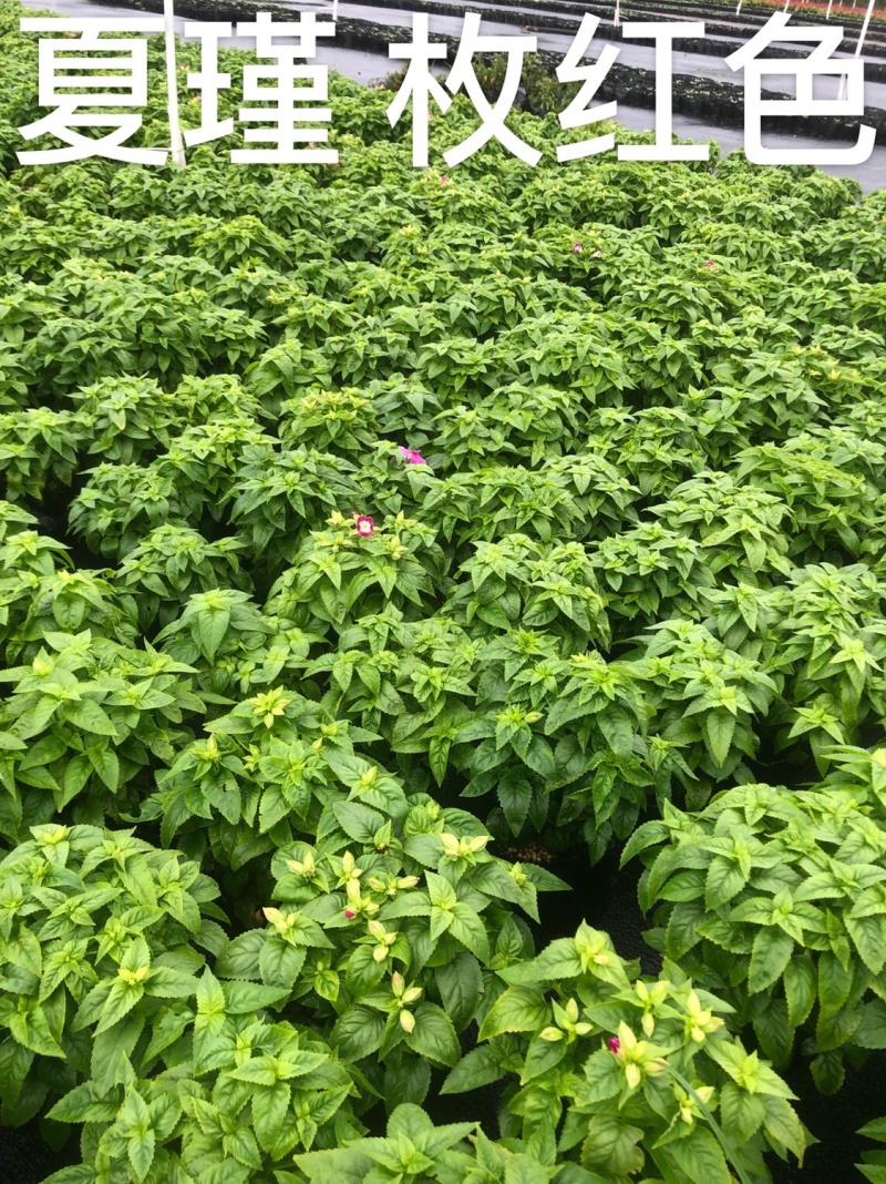 大量现货泥碳土时花供应