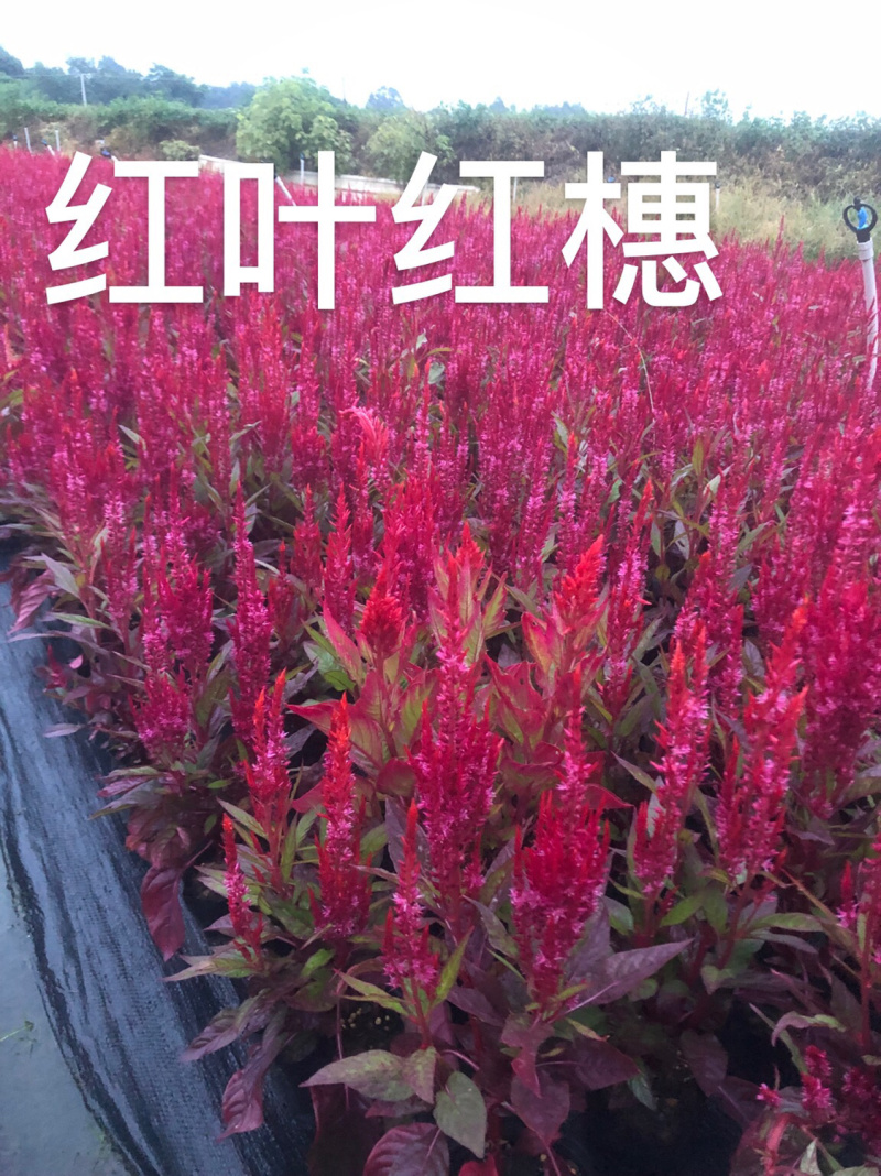 大量现货泥碳土时花供应