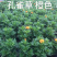 大量现货泥碳土时花供应