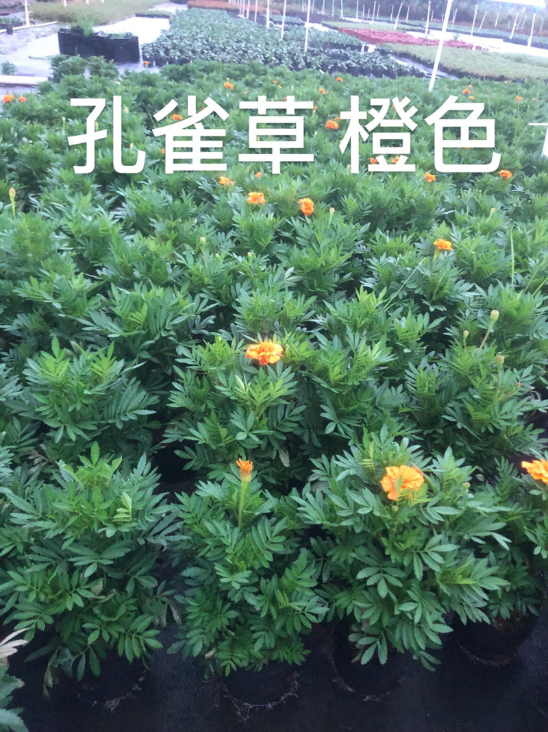 大量现货泥碳土时花供应