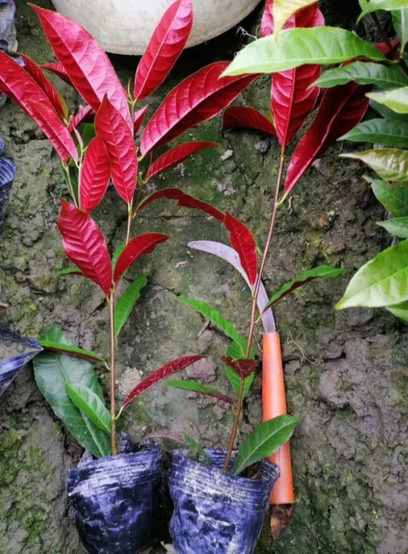 红背桂杯苗，红背桂价格，成都红背桂基地，