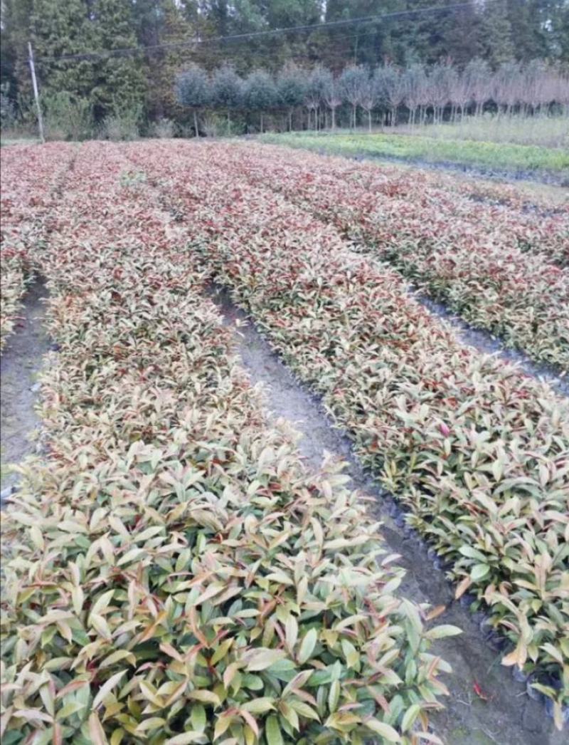 红背桂杯苗，红背桂价格，成都红背桂基地，