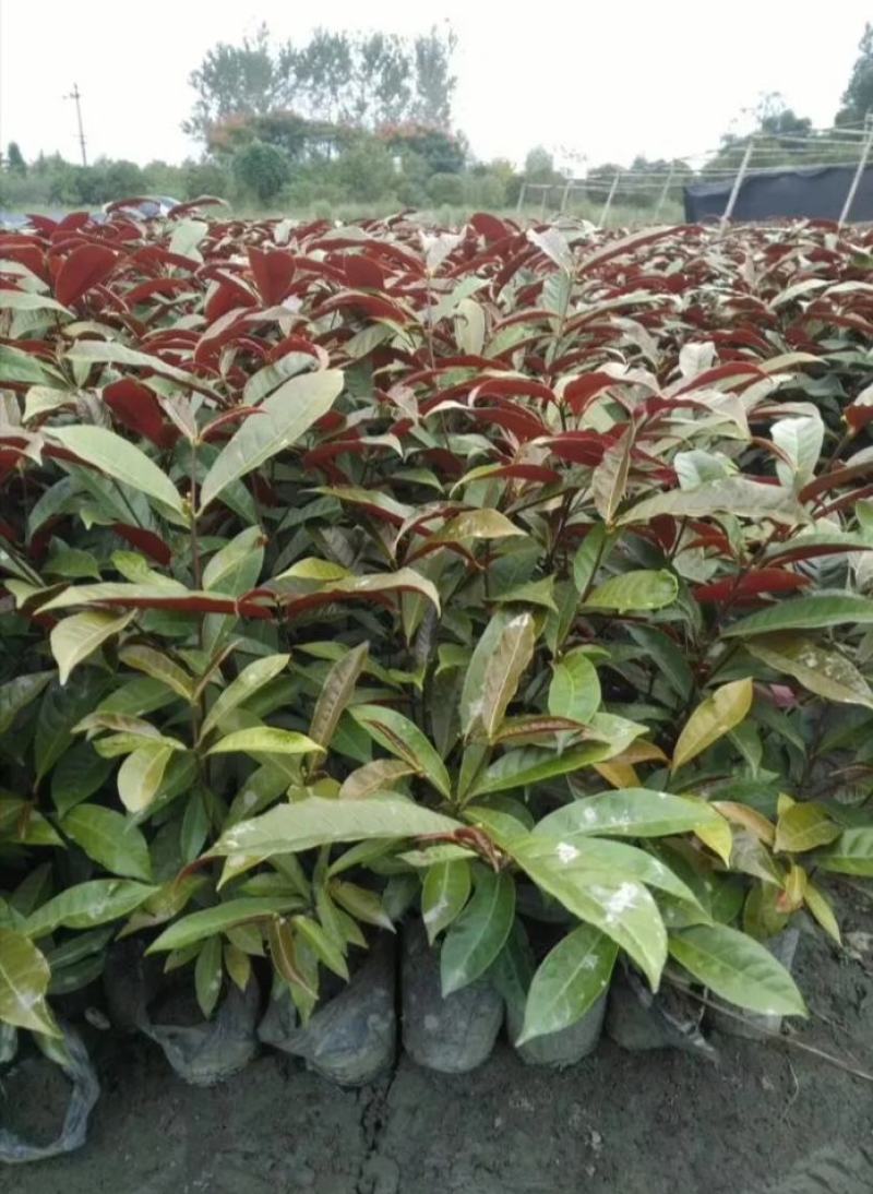红背桂杯苗，红背桂价格，成都红背桂基地，