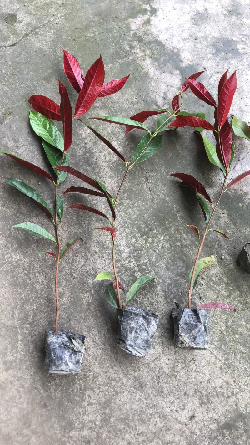 红背桂杯苗，红背桂价格，成都红背桂基地，