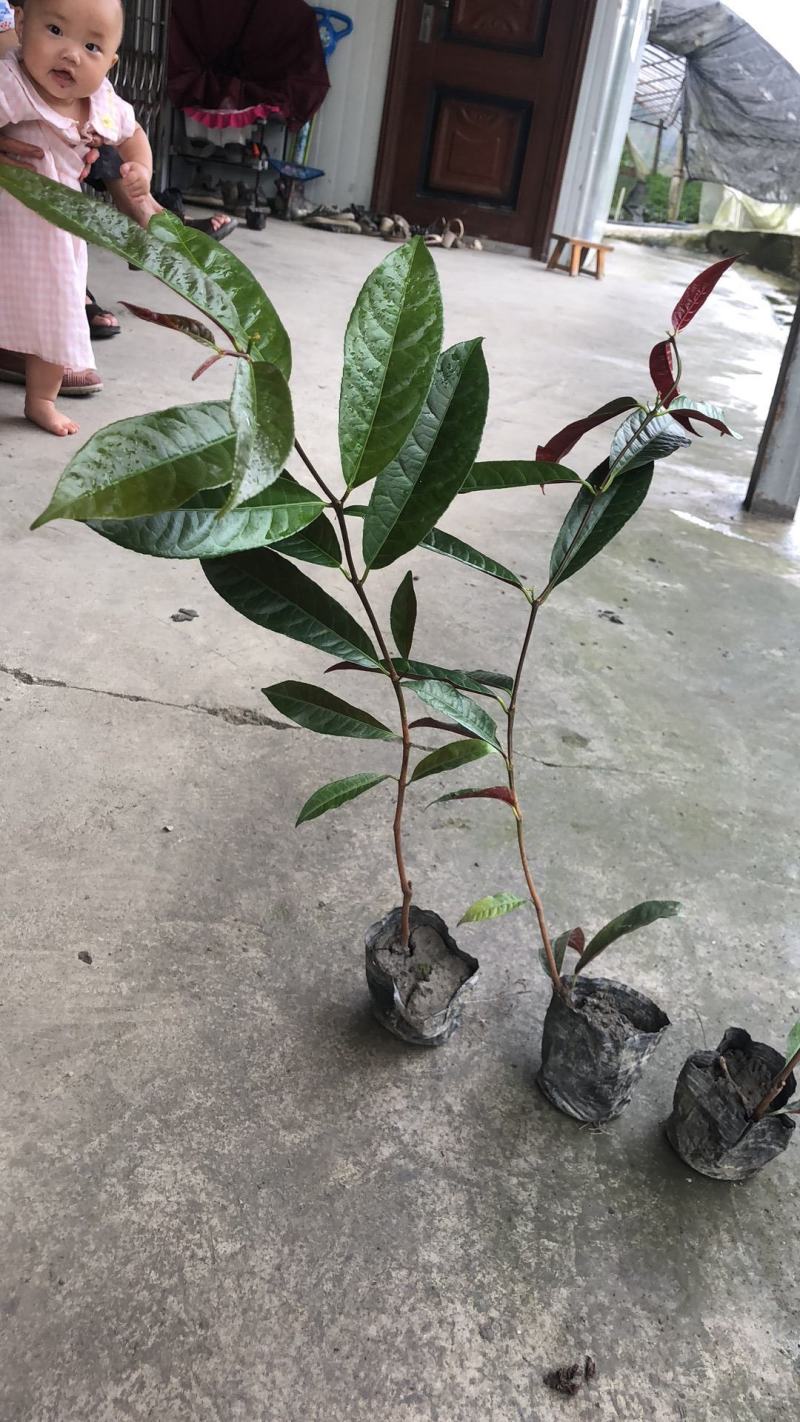红背桂杯苗，红背桂价格，成都红背桂基地，