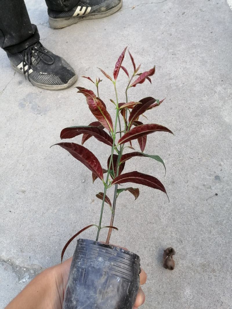 红背桂杯苗，红背桂价格，成都红背桂基地，