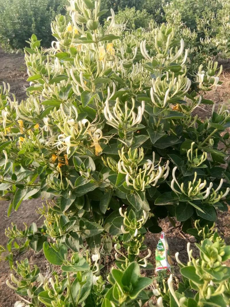 金银花苗10~20cm