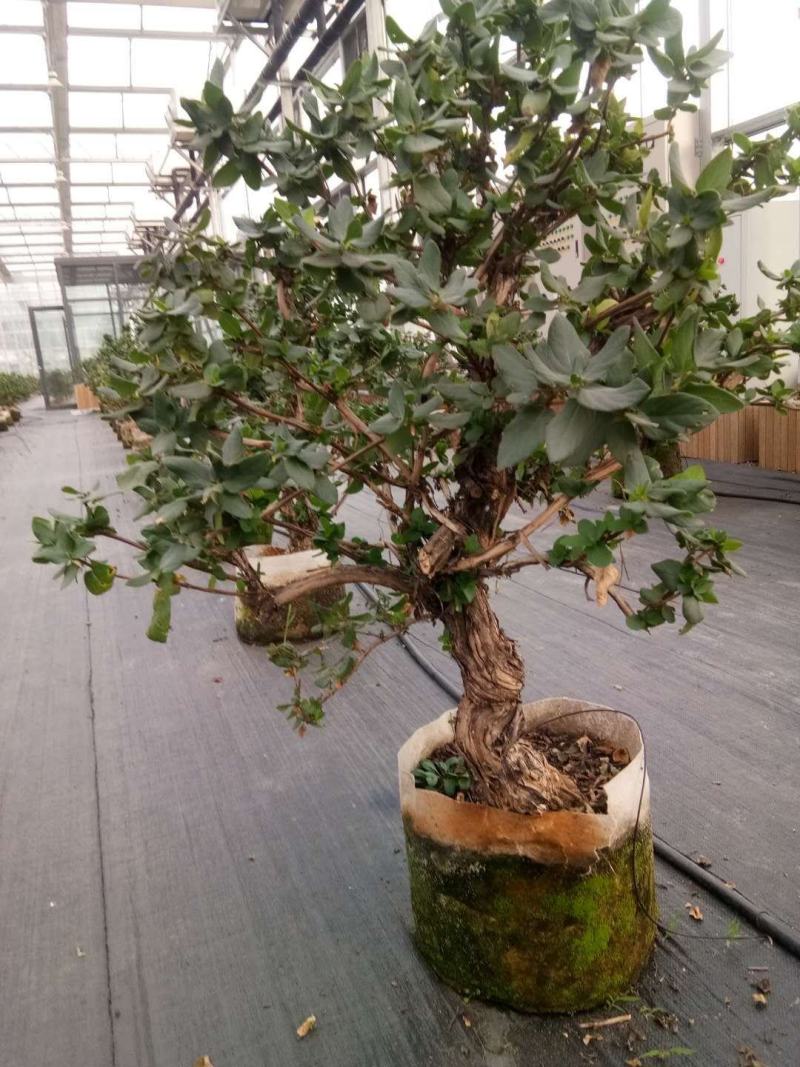 金银花苗10~20cm