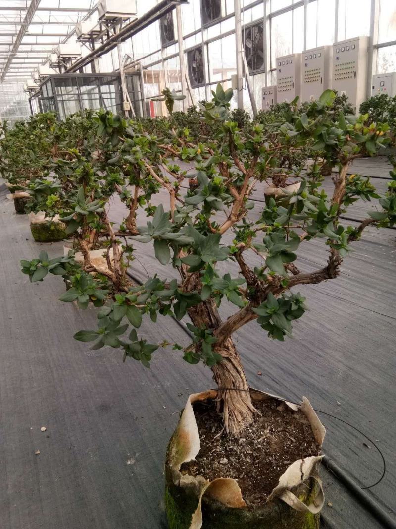 金银花苗10~20cm
