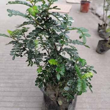 清香木小苗，清香木小杯苗，清香木价格多少