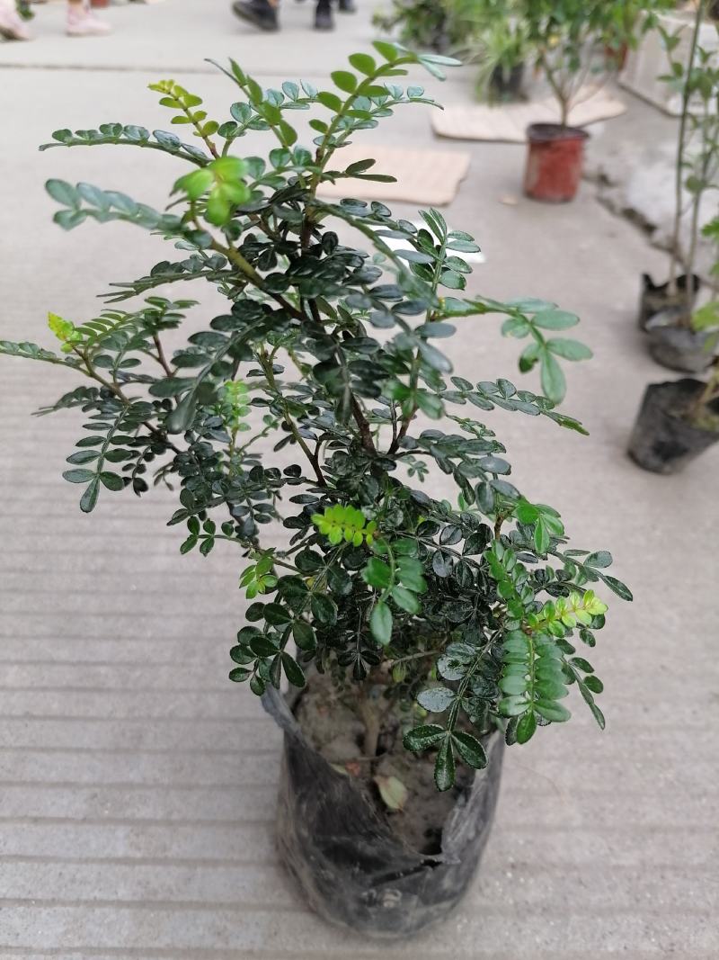 清香木小苗，清香木小杯苗，清香木价格多少