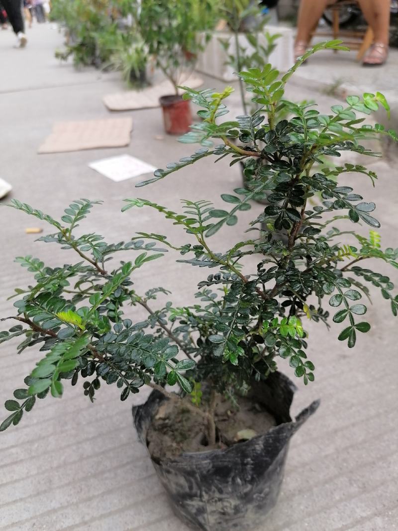 清香木小苗，清香木小杯苗，清香木价格多少