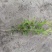 红王子锦带13杯高40公分左右基地批量直销视频看货