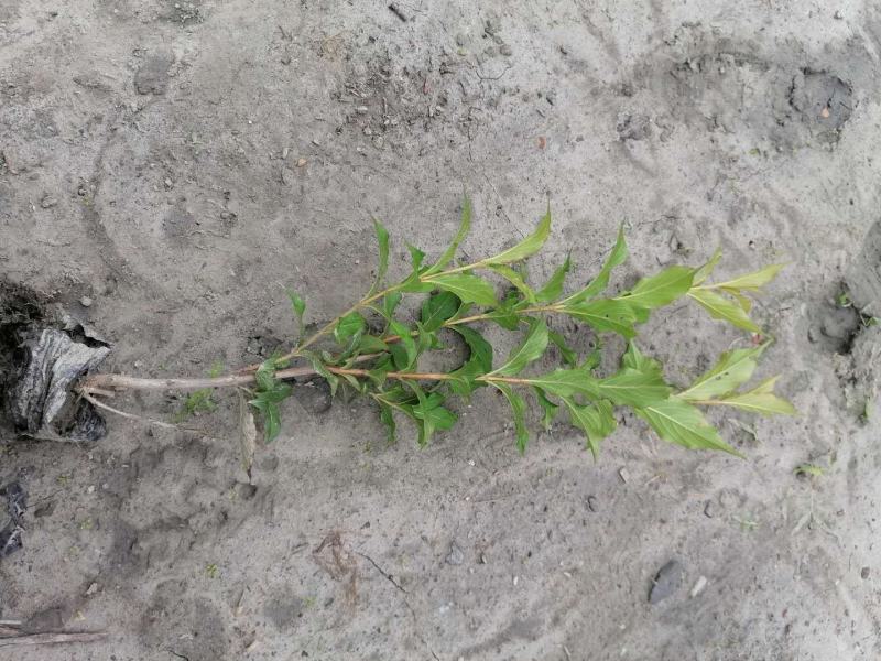 红王子锦带13杯高40公分左右基地批量直销视频看货