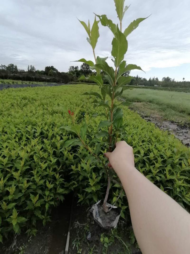 红王子锦带13杯高40公分左右基地批量直销视频看货