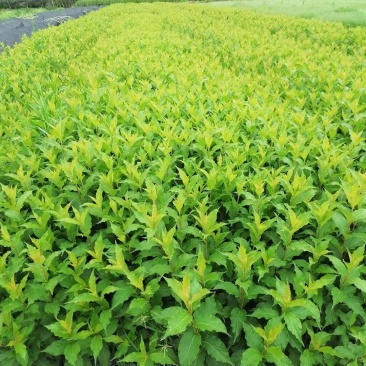 红王子锦带13杯高40公分左右基地批量直销视频看货