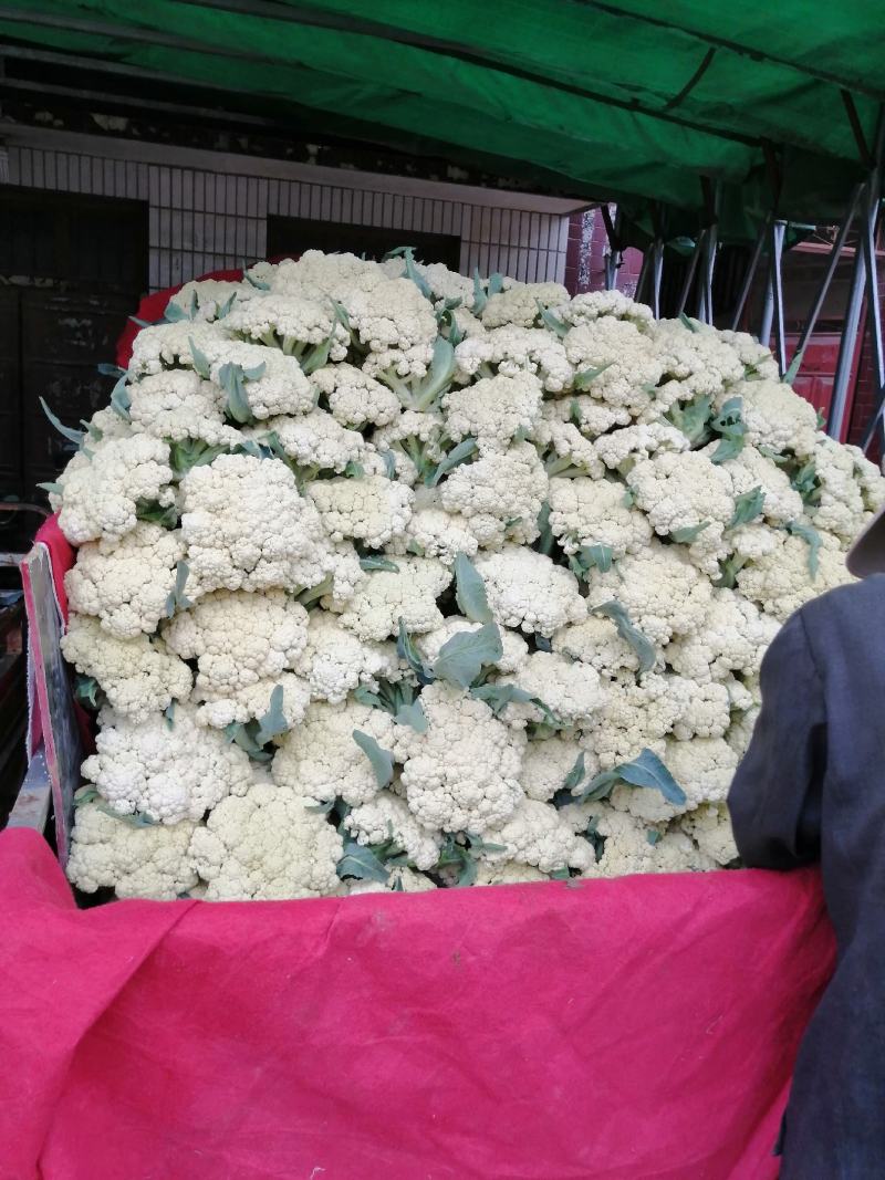 青梗白面有机花，松花菜，大量上市全天24小时供货