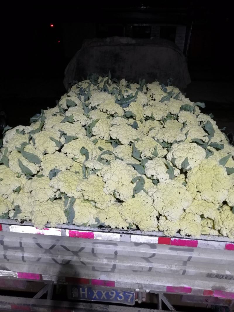 青梗白面有机花，松花菜，大量上市全天24小时供货